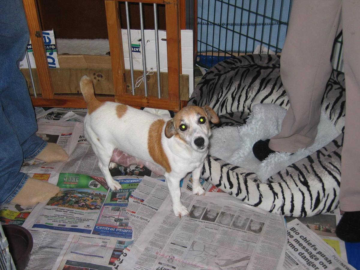 Ashlands Sheza Scallywag