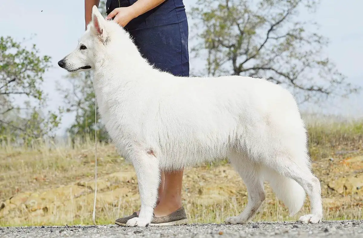 CH Bellevue Aurora Boreale