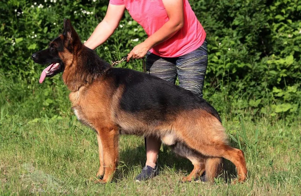 JCH.RUS,JCH.RKF,2xCH.RKF Evil Forkas Iskander