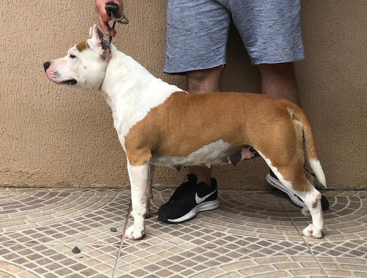 Ira Staffordreams American Performance