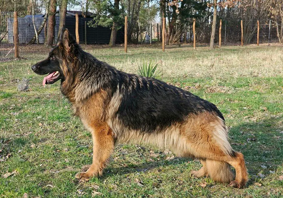 Ch.PL V6(PL) Fortuna vom Trojangold