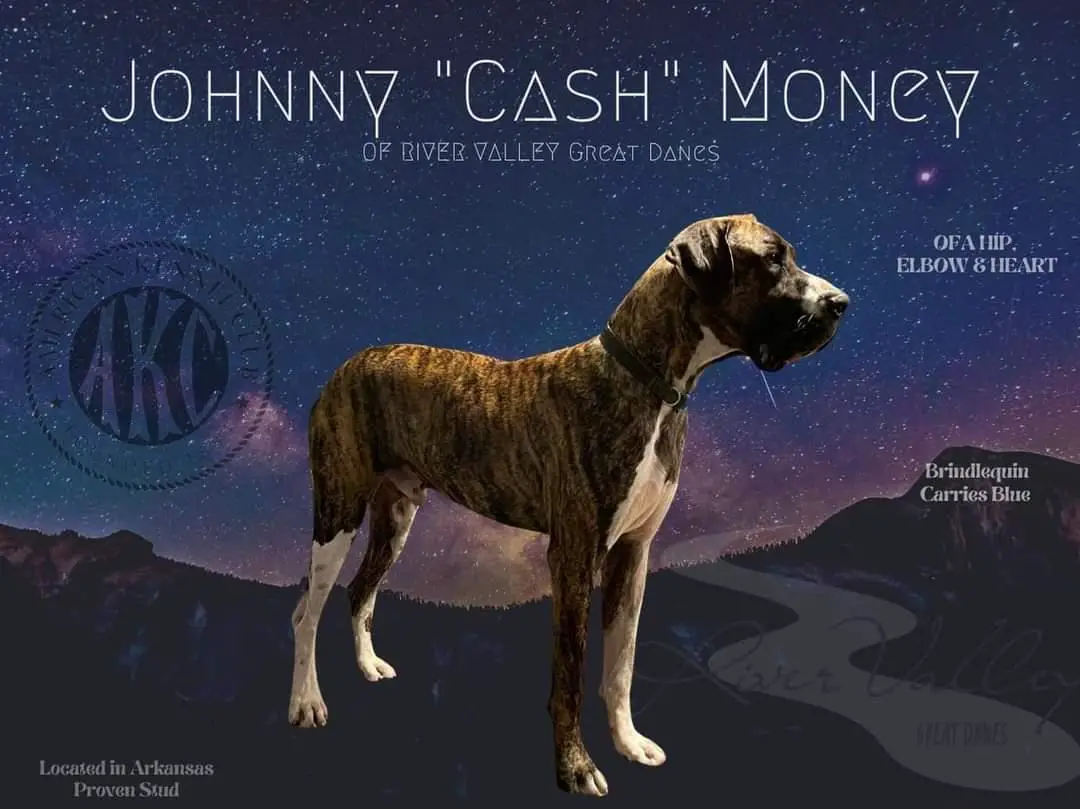 Johnny Cash Money