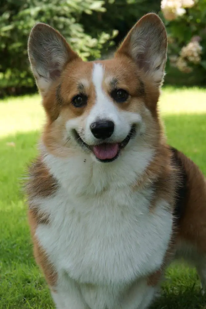 Wallfugh Just a Dreamer