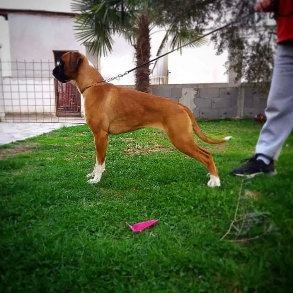 Gala Starkes Blit Singidunum