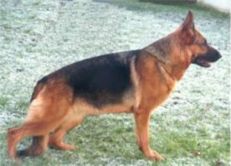 VA2(CH) Grace vom Reichertshof