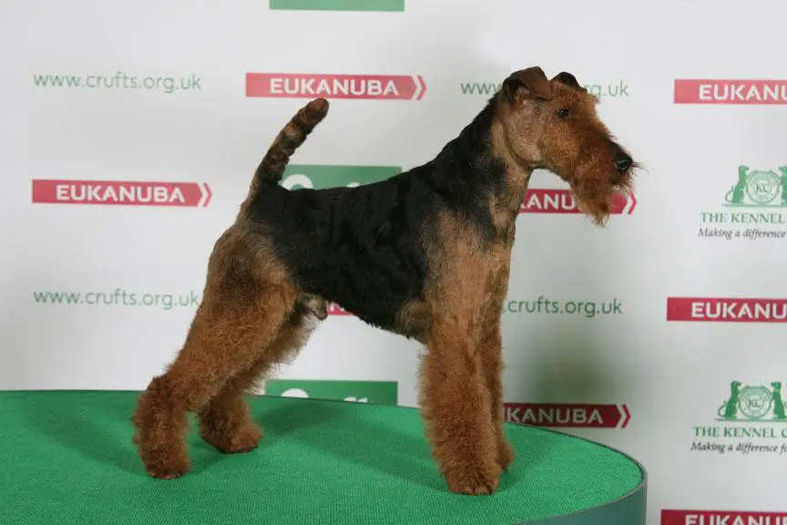 CH Kebulak TRIGGER HAPPY