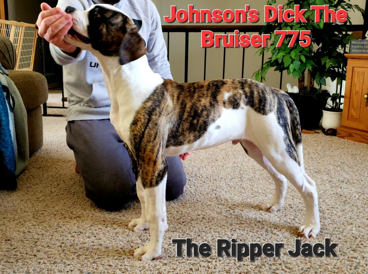 Johnson's Dick The Bruiser 775 The Ripper "Jack"