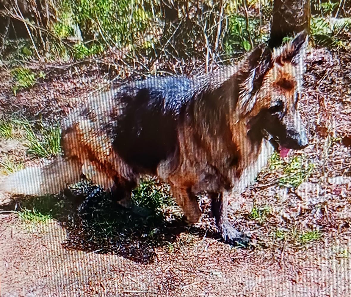 Stormgate's Gheppetto Diamonte