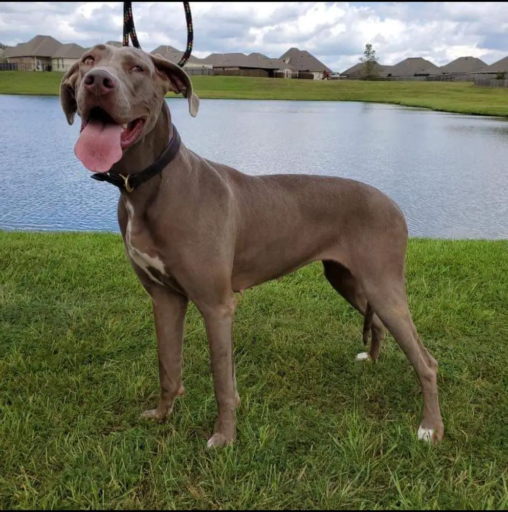 Ezria Of Southern Barron Danes