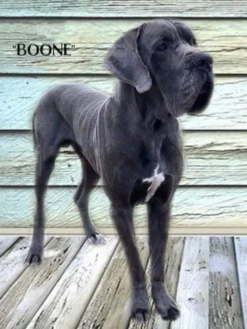 Boondock "Boone" Blue Moon Kaiser Hollas Schwartz