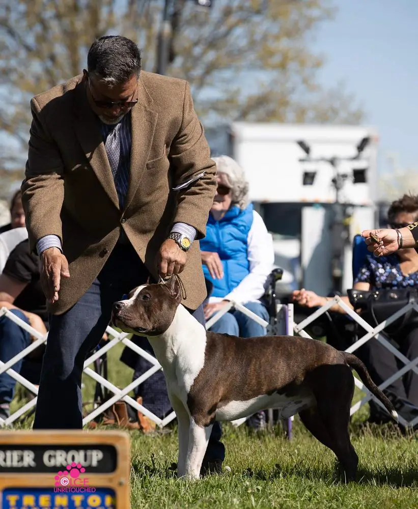 MGP GCHB Celtic's Shield and Sword