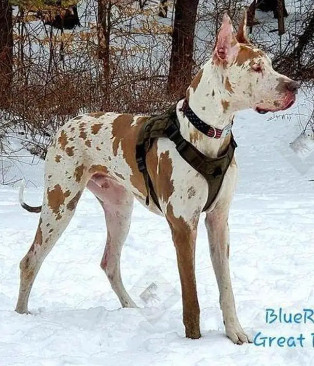 Bluelined's Bastians Mein Herz Of Blueridge