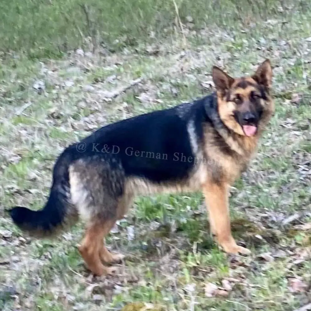 Abagail Von Haus Of Carter