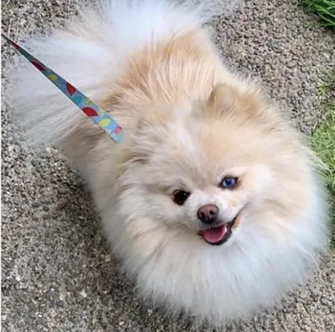 Anr's Mila Jovovich's Multipass