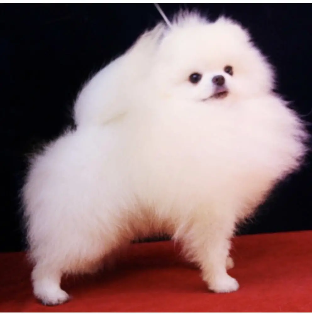 Bai Shih Tzu Tou of Chiao Li Ya