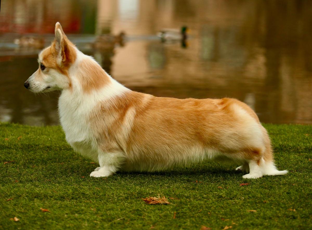 HMPGW, HPGW, WWP '21, HJCH, ROJCH,HCH,HGCH, INT.CH Born To Be Your Laphroaig