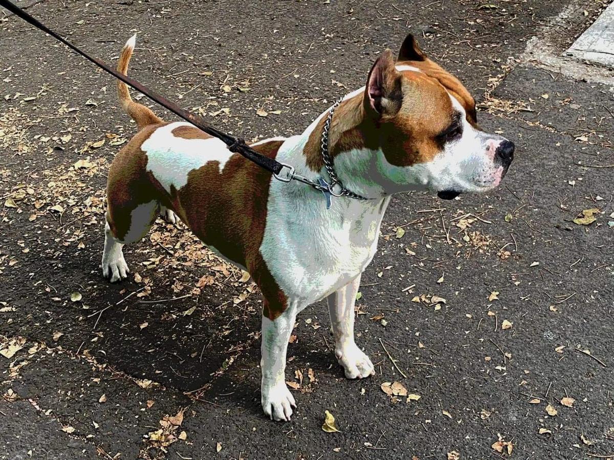 MEX. CH. PHOENIX JR. (VÁZQUEZ) MX. FCI.