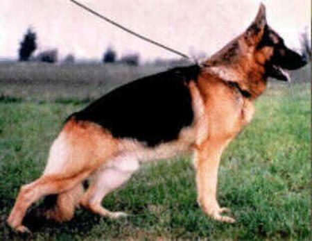 Warro vom Bierstadter Hof