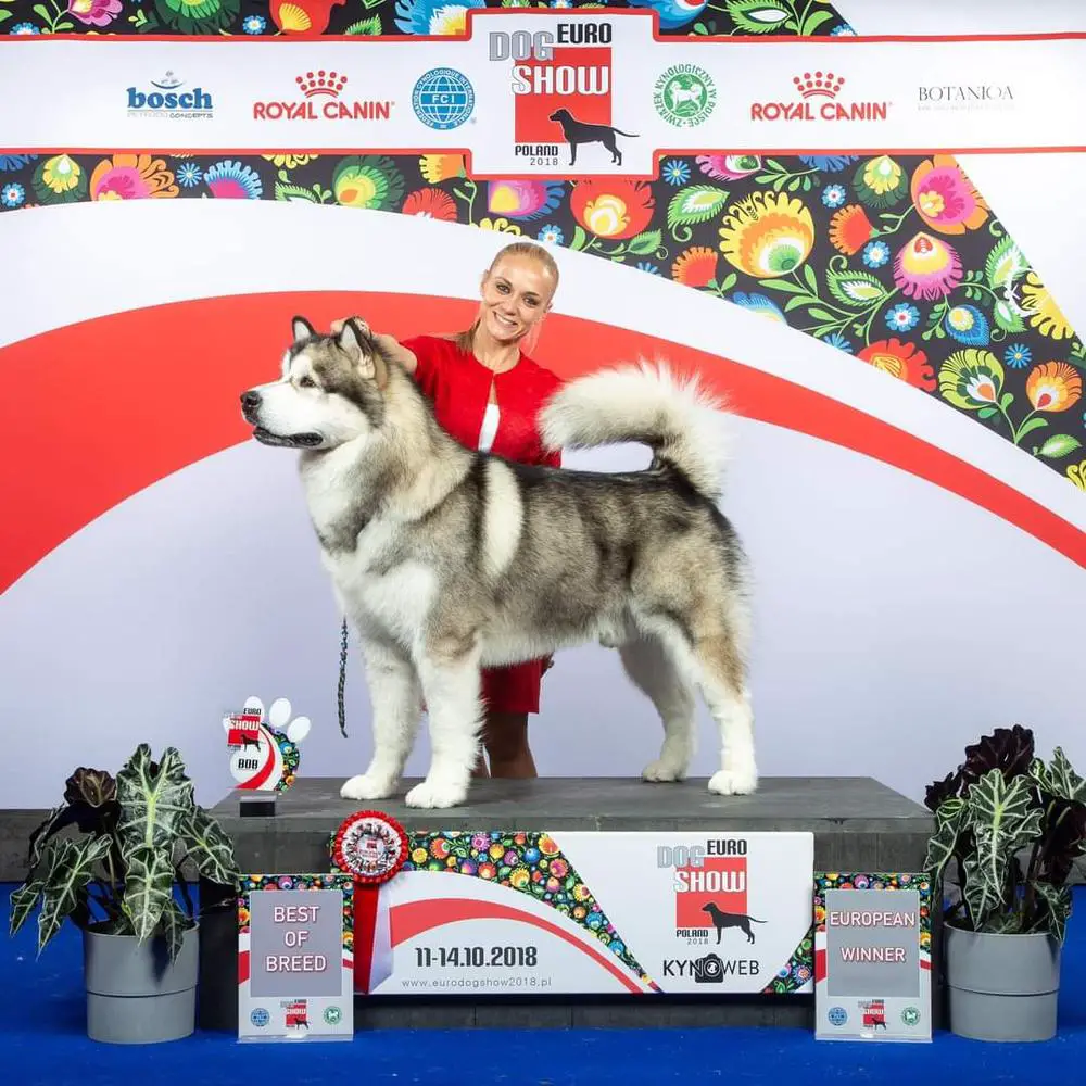 EW2018, Int.Ch,BkCh,CroCh,RoCh,BuCh,MCh,RoGCh,MGCh,BGCh Ice of Transylvania Kingwolf