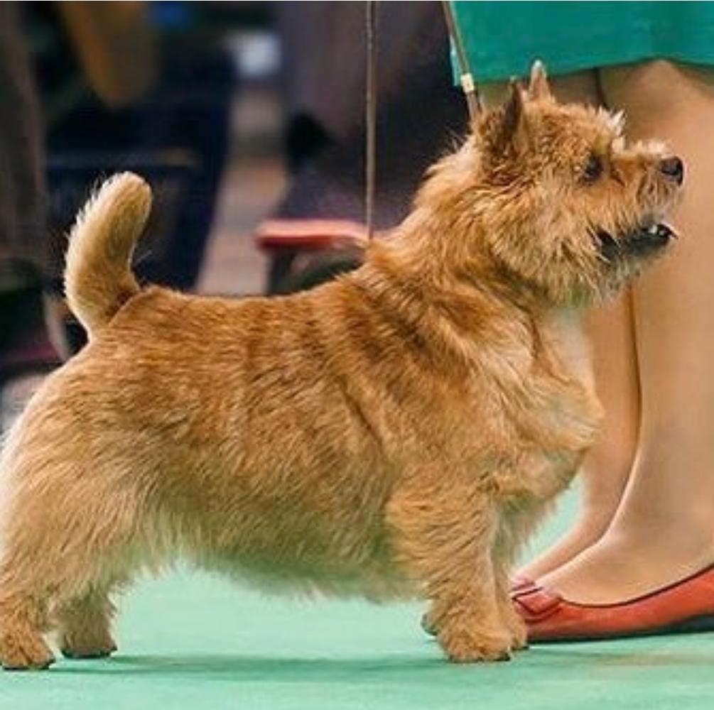 Ya Mazzi Iz Plushevih Snov