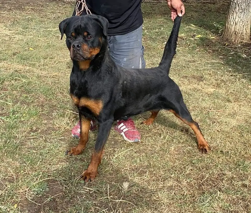 Nika of Kinder's Royal Rott