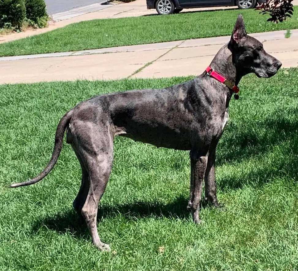 Snowfall's Black Bayonet