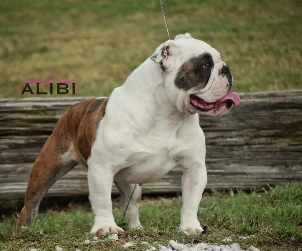 Saints & Sinners' Alibi