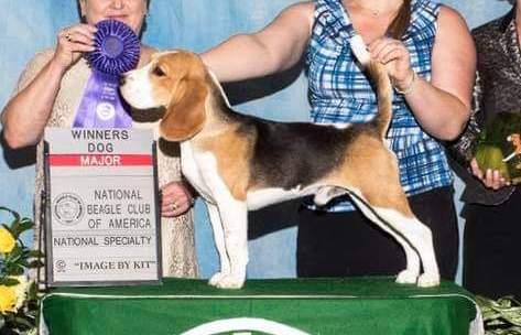 CH Ashlan and Allegro's Victory Is Mine