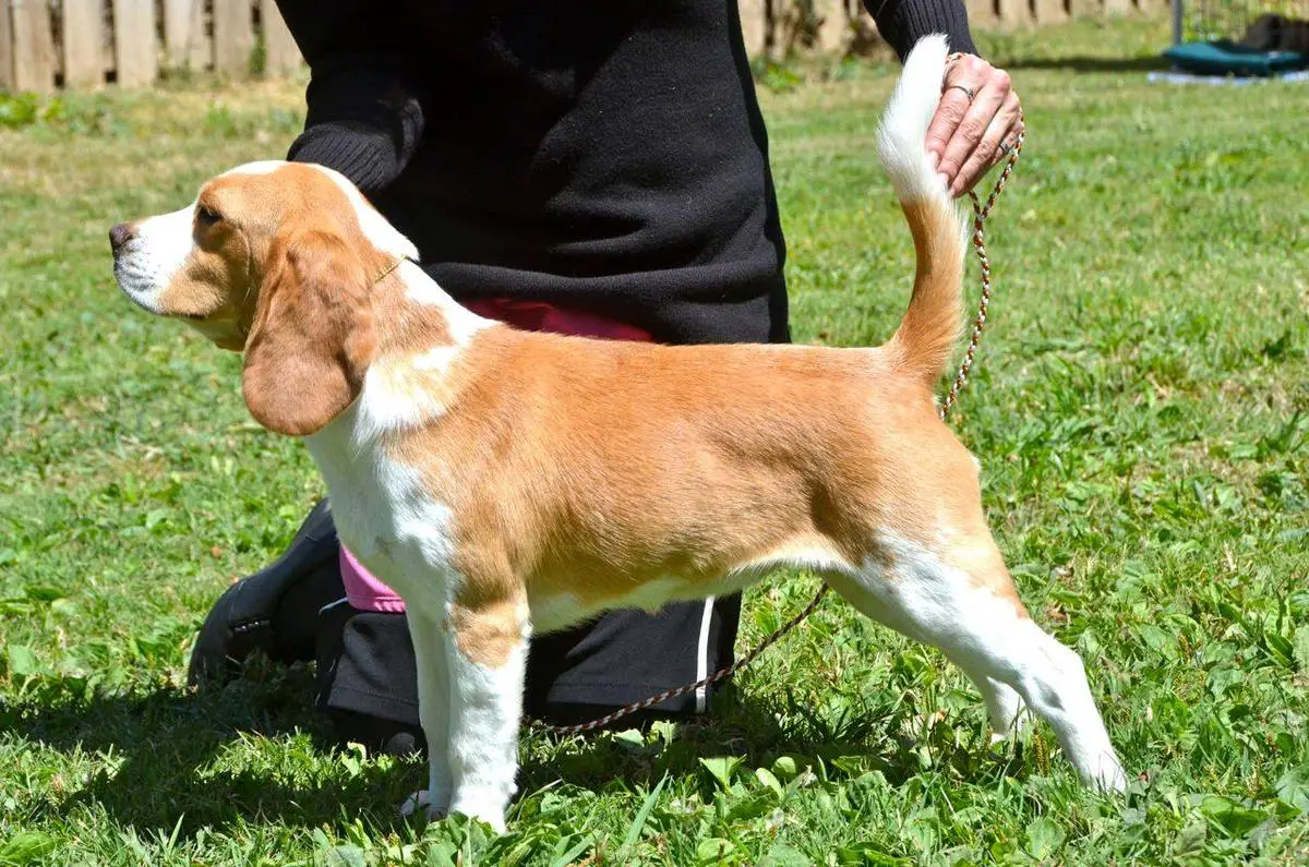 CH Just-Wright Mairzy Doats