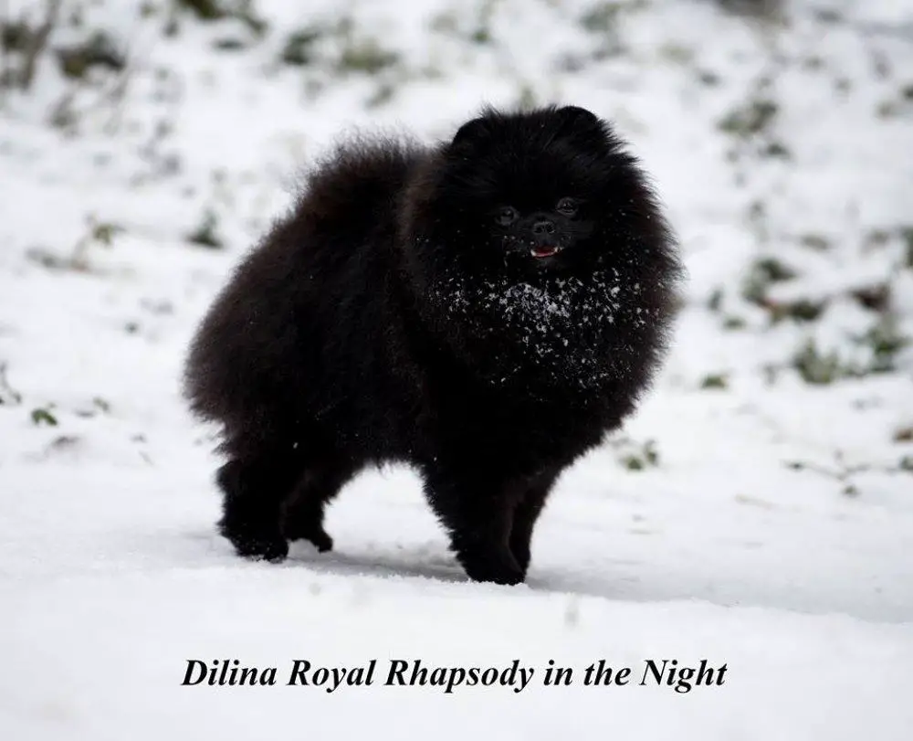 Dilina Royal Rhapsody in the Night