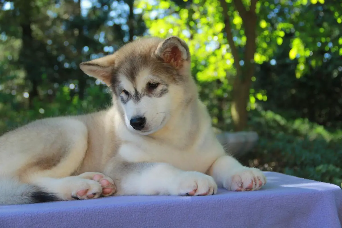 Bearhug'N Northernsong  Bewitched