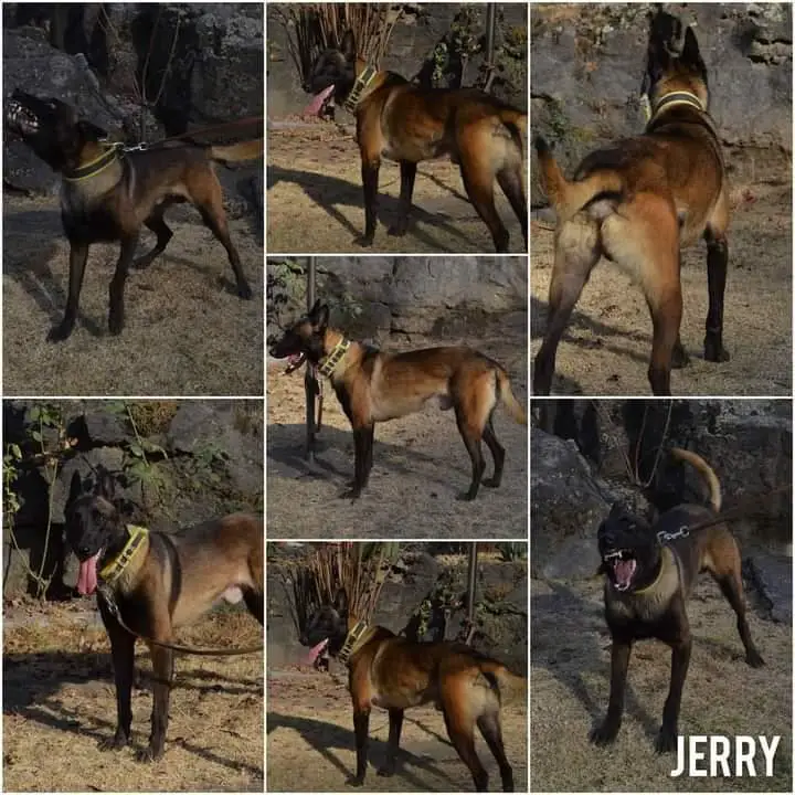 Jerry Lee (Galicia)