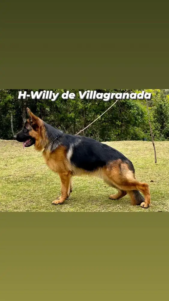 H-Willy de Villagranada
