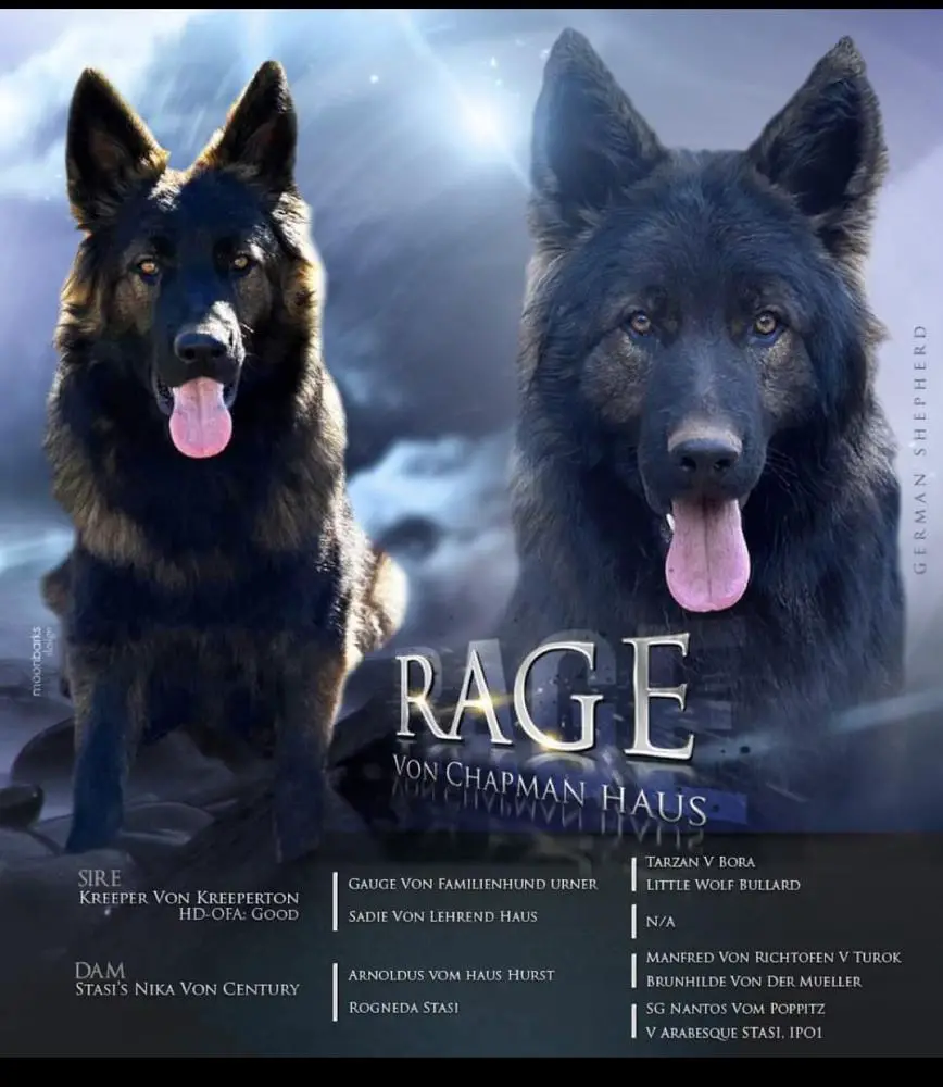 Rage Von Chapman Haus