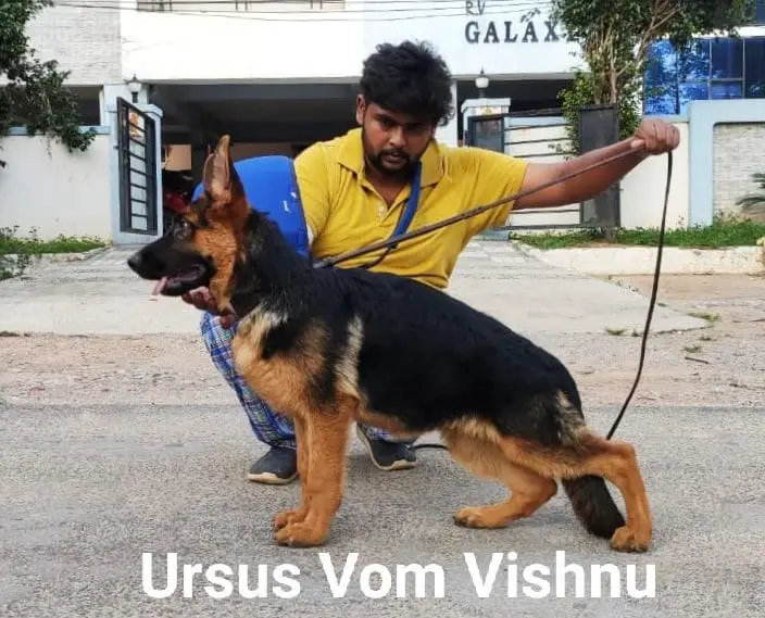 Ursus Vom Vishnu