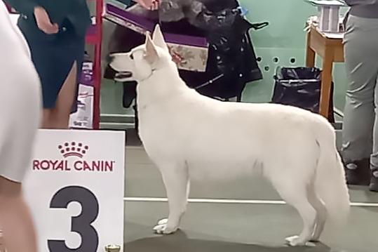 Fieliss Century Gothic