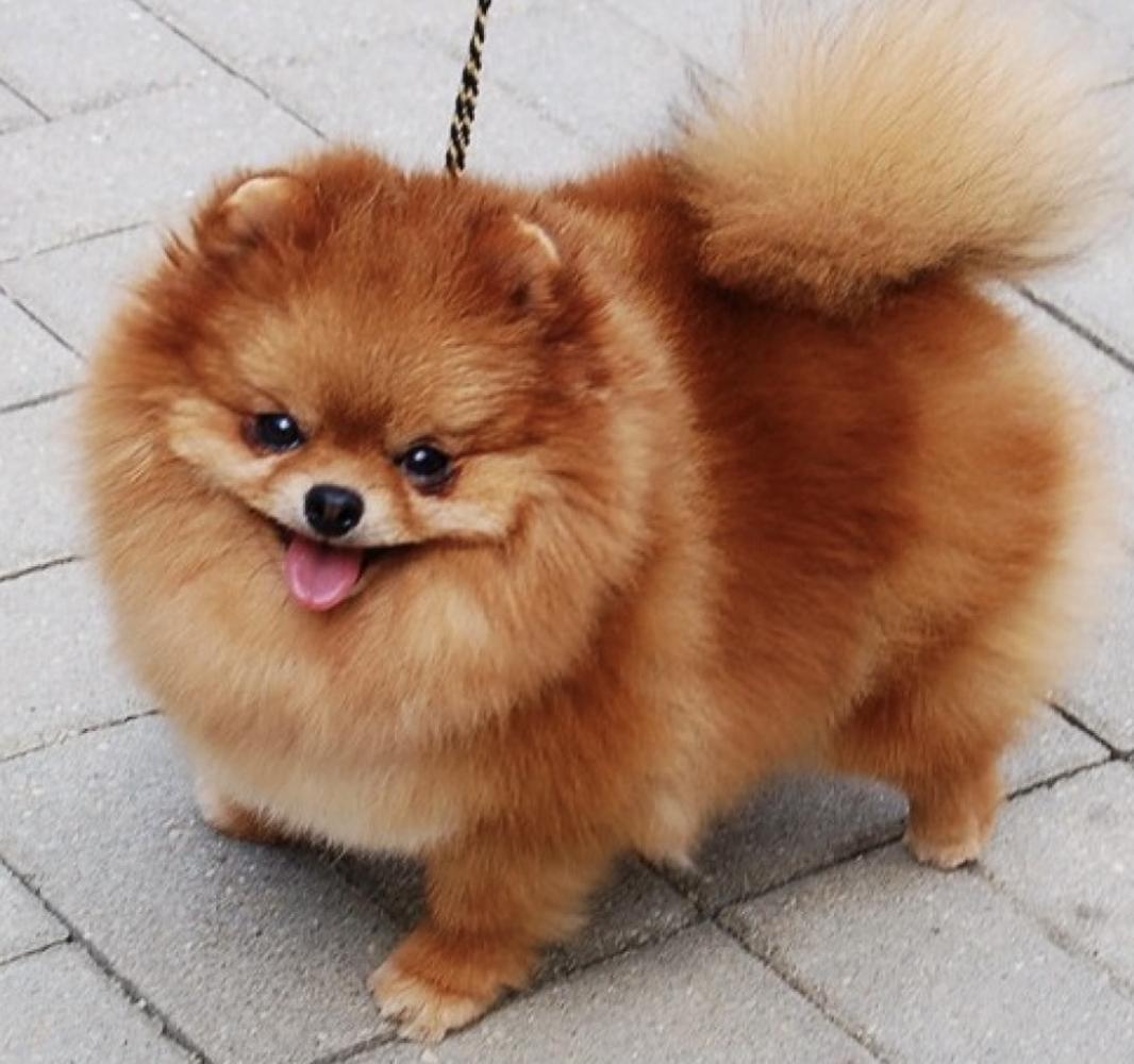 Prestizh Mistral Simone Letualle