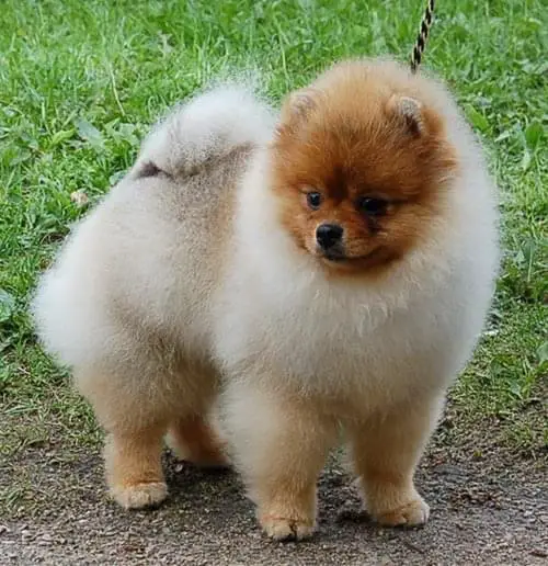 Royal Poms Cage Majtstic