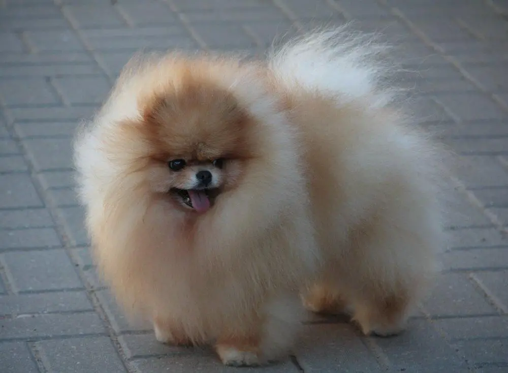 BREED CH. BLR, Grand CH BLR, Ch. BLR, JCh. BLR, JCh. BREED Magistr Meisehof