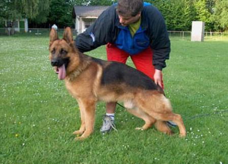 Tyron vom Rhein-Moselring