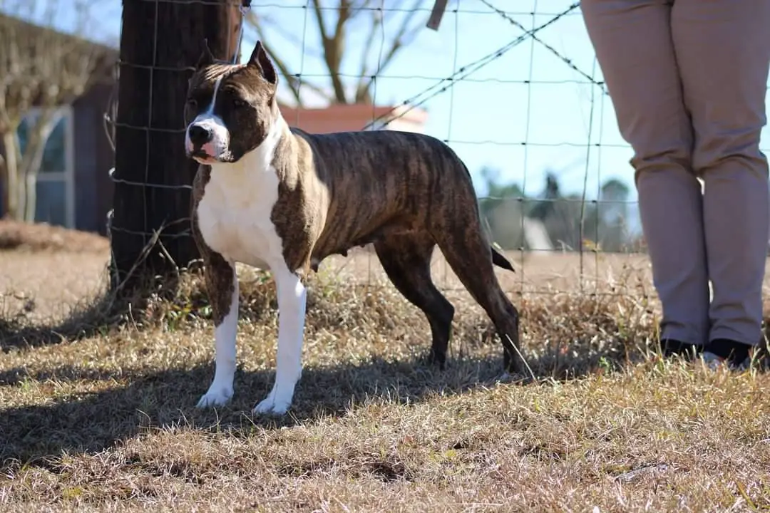 Kayo's Homegrown Hocus Pocus