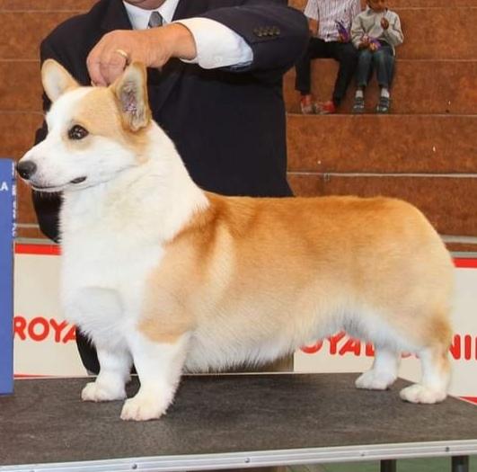 Bright Weel Castle Allegiance