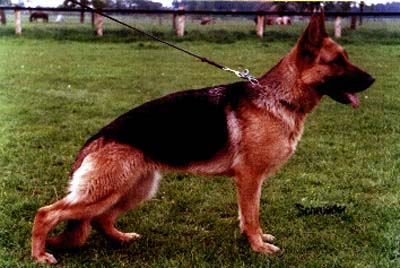 SG Remy-Martina vom Christinen Brunnen