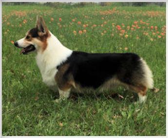 Grand Champion Tri-umph Tsavorite