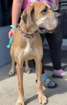 St. Leon's Honeybear Of Hidden Acres