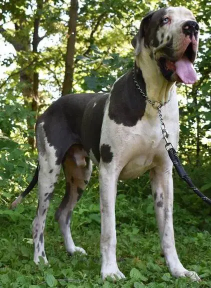 Hidden Acres Blue Eyed Barron Of Lauer Danes