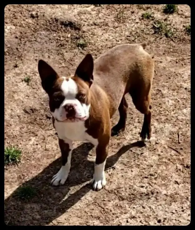 Just Because Chocolate Lyssa