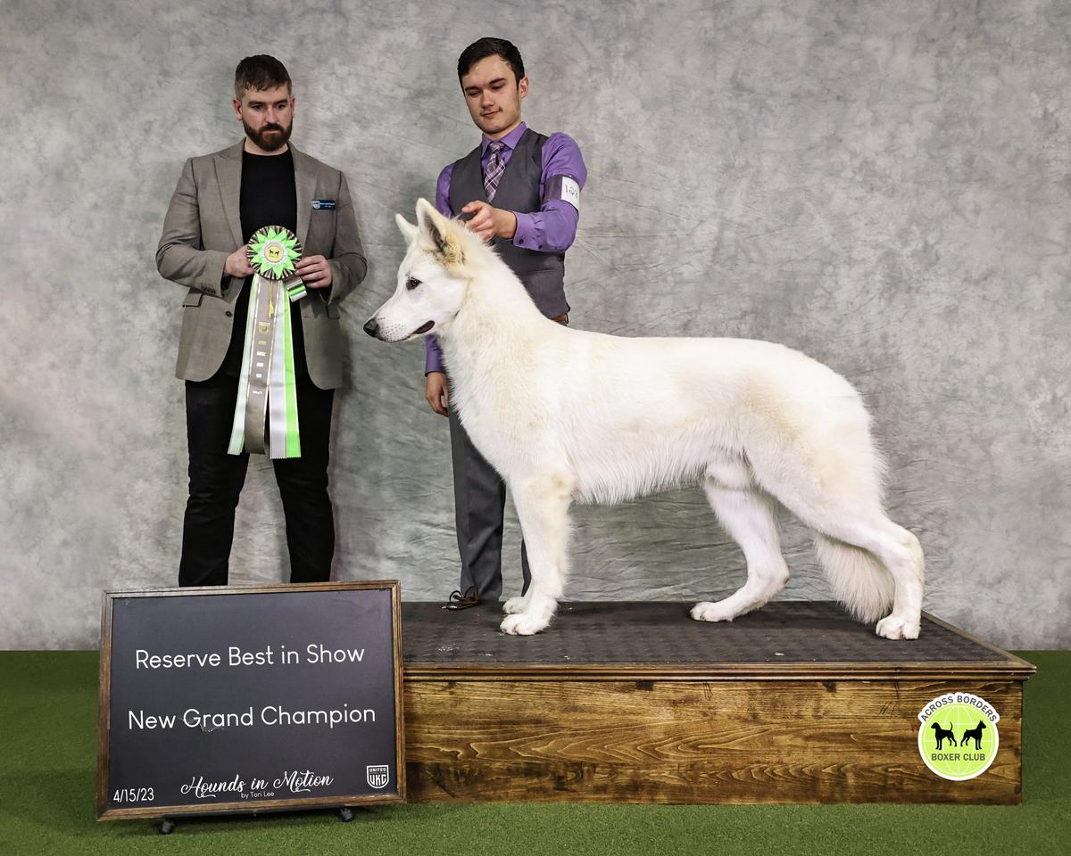 GRCH MRBIS Royal's Bosun of Arctic Mist