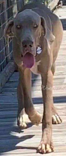 NightMagic Shadesokye @ WindyKnoll