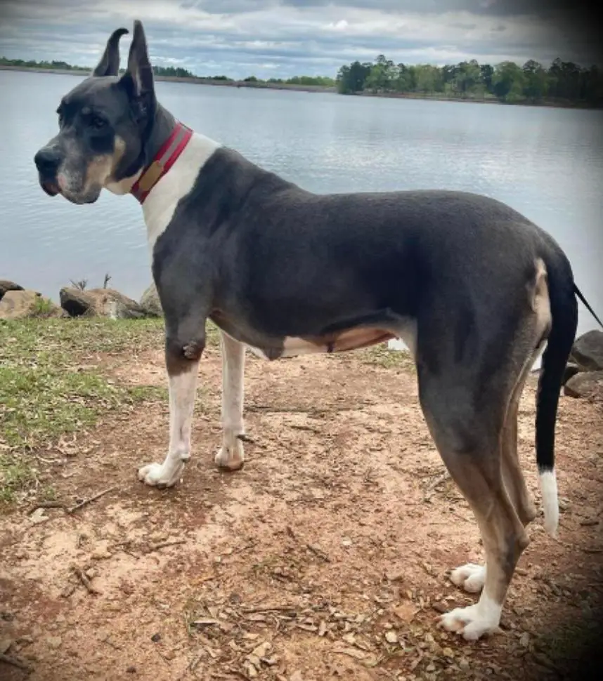 Oakley Of Allen's Ridge Ranch